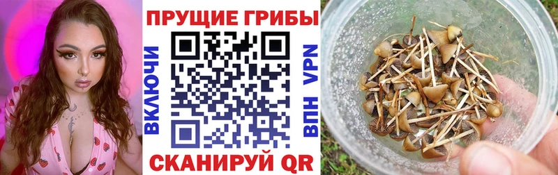 купить наркотик Черемхово Псилоцибиновые грибы Psilocybine cubensis